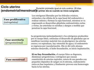 Inicia crecimiento folicular