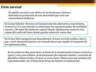 Estimulan secreción de estrógenos.
