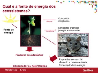 3. fluxo de energia e ciclos de matéria | PPT