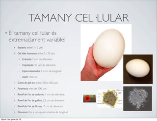 TAMANY CEL·LULAR
    • El  tamany cel·lular és
        extremadament variable:
              •    Bacteris: entre 1 i 2 µm.

              •    Cèl·lules humanes: entre 5 i 20 µm.

                    •     Eritròcits: 7 µm de diàmetre.

                    •     Hepatòcits: 20 µm de diàmetre.

                    •     Espermatozoides: 53 µm de longitud.

                    •     Oòcit: 150 µm.

              •    Grans de pol·len: entre 200 a 300 µm.

              •    Paramecis: més de 500 µm.

              •    Rovell de l’ou de codorniu: 1 cm de diàmetre.

              •    Rovell de l’ou de gallina: 2,5 cm de diàmetre.

              •    Rovell de l’ou de l’estruç: 7 cm de diàmetre.

              •    Neurones: ﬁns a uns quants metres de longitud.

dijous 3 de gener de 13
 