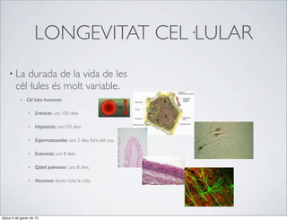 LONGEVITAT CEL·LULAR
    • La   durada de la vida de les
        cèl·lules és molt variable.
           •   Cèl·lules humanes:

                •    Eritròcits: uns 100 dies

                •    Hepatòcits: uns150 dies

                •    Espermatozoides: uns 3 dies fora del cos.

                •    Enteròcits: uns 8 dies.

                •    Epiteli pulmonar: uns 8 dies.

                •    Neurones: duren tota la vida.




dijous 3 de gener de 13
 