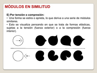MÓDULOS EN SIMILITUD

E) Por tensión o compresión:
• Una forma se estira o aprieta, lo que deriva a una serie de módulos
similares.
• Esto se visualiza pensando en que se trata de formas elásticas,
sujetas a la tensión (fuerza exterior) o a la compresión (fuerza
interior).
 