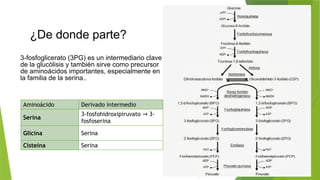 Biosynthesis Pathways of Amino Acids from 3-Phosphoglycerate | PPTX