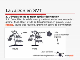 La  racine  en SVT 3. L’évolution de la fleur après fécondation 3.1. Complétez le schéma en y mettant les termes suivants : graine, fruit, fleur, ovule se transformant en graine, jeune  racine , jeune tige feuillée, graine en cours de germination. fleurs fruits fruits Ovules se transformant en graines Jeune  racine Jeune tige feuillée Graine en cours de germination 