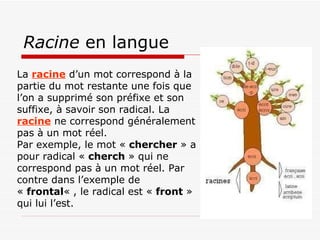 Racine  en langue La  racine  d’un mot correspond à la partie du mot restante une fois que l’on a supprimé son préfixe et son suffixe, à savoir son radical. La  racine  ne correspond généralement pas à un mot réel. Par exemple, le mot «  chercher  » a pour radical «  cherch  » qui ne correspond pas à un mot réel.  Par contre dans l’exemple de «  frontal « , le radical est «  front  » qui lui l’est. 