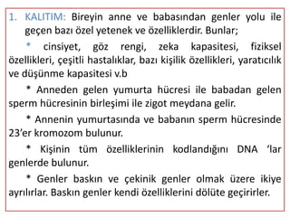 1. KALITIM: Bireyin anne ve babasından genler yolu ile
    geçen bazı özel yetenek ve özelliklerdir. Bunlar;
    * cinsiyet, göz rengi, zeka kapasitesi, fiziksel
özellikleri, çeşitli hastalıklar, bazı kişilik özellikleri, yaratıcılık
ve düşünme kapasitesi v.b
    * Anneden gelen yumurta hücresi ile babadan gelen
sperm hücresinin birleşimi ile zigot meydana gelir.
    * Annenin yumurtasında ve babanın sperm hücresinde
23’er kromozom bulunur.
    * Kişinin tüm özelliklerinin kodlandığını DNA ‘lar
genlerde bulunur.
    * Genler baskın ve çekinik genler olmak üzere ikiye
ayrılırlar. Baskın genler kendi özelliklerini dölüte geçirirler.
 