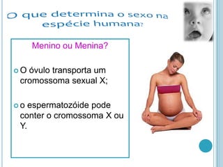 Menino ou Menina?

O óvulo transporta um
 cromossoma sexual X;

o  espermatozóide pode
 conter o cromossoma X ou
 Y.
 