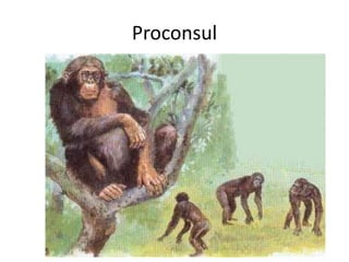 Proconsul
V. Miranda - 2022
 