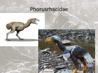 Phorusrhacidae
V. Miranda - 2022
 