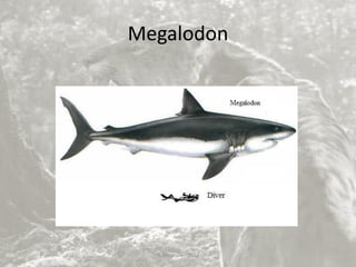Megalodon
V. Miranda - 2022
 