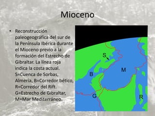 Mioceno
• Reconstrucción
paleogeográfica del sur de
la Península Ibérica durante
el Mioceno previo a la
formación del Estrecho de
Gibraltar. La línea roja
indica la costa actual.
S=Cuenca de Sorbas,
Almería, B=Corredor bético,
R=Corredor del Rift.
G=Estrecho de Gibraltar,
M=Mar Mediterráneo.
V. Miranda - 2022
 
