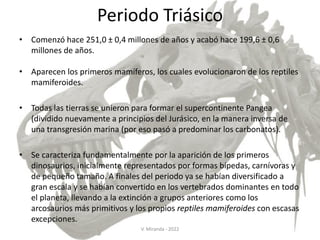 Periodo Triásico
• Comenzó hace 251,0 ± 0,4 millones de años y acabó hace 199,6 ± 0,6
millones de años.
• Aparecen los primeros mamíferos, los cuales evolucionaron de los reptiles
mamiferoides.
• Todas las tierras se unieron para formar el supercontinente Pangea
(dividido nuevamente a principios del Jurásico, en la manera inversa de
una transgresión marina (por eso pasó a predominar los carbonatos).
• Se caracteriza fundamentalmente por la aparición de los primeros
dinosaurios, inicialmente representados por formas bípedas, carnívoras y
de pequeño tamaño. A finales del periodo ya se habían diversificado a
gran escala y se habían convertido en los vertebrados dominantes en todo
el planeta, llevando a la extinción a grupos anteriores como los
arcosaurios más primitivos y los propios reptiles mamiferoides con escasas
excepciones.
V. Miranda - 2022
 