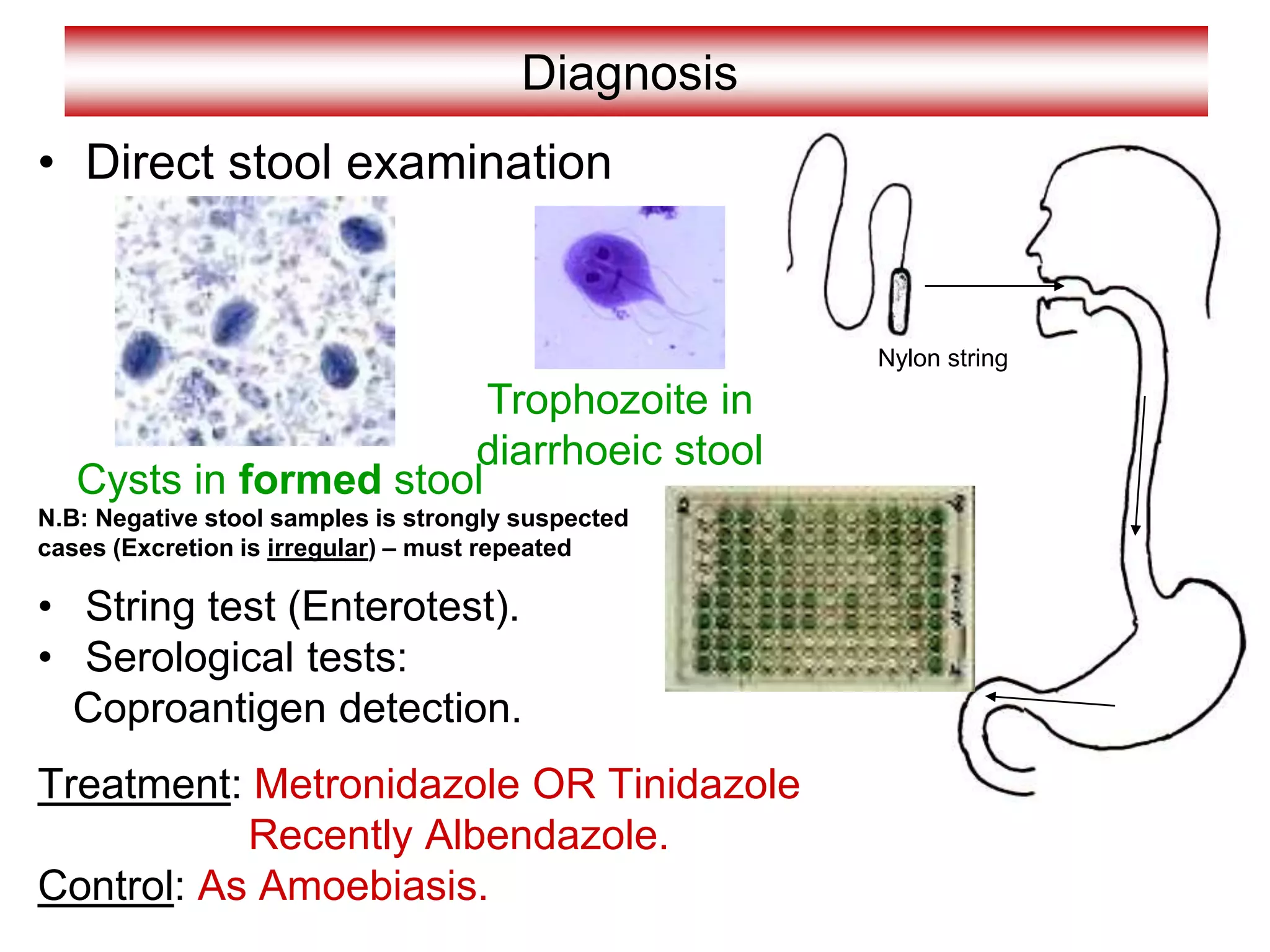 Diagnosis
• Direct stool examination
• String test (Enterotest).
• Serological tests:
Coproantigen detection.
Treatment: Metronidazole OR Tinidazole
Recently Albendazole.
Control: As Amoebiasis.
Trophozoite in
diarrhoeic stool
Cysts in formed stool
Nylon string
N.B: Negative stool samples is strongly suspected
cases (Excretion is irregular) – must repeated
 