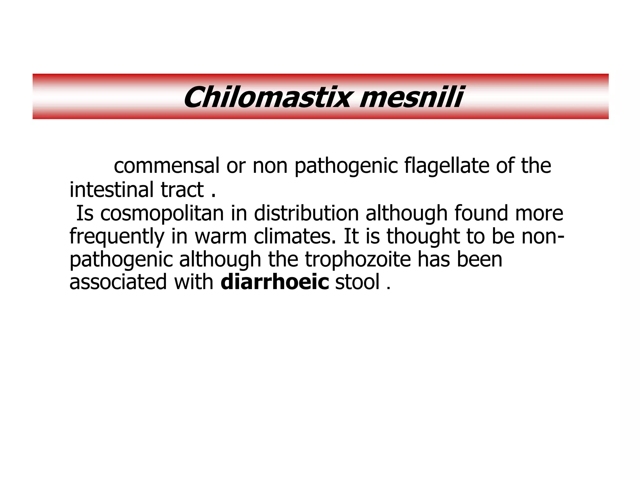 commensal or non pathogenic flagellate of the
intestinal tract .
Is cosmopolitan in distribution although found more
frequently in warm climates. It is thought to be non-
pathogenic although the trophozoite has been
associated with diarrhoeic stool .
Chilomastix mesnili
 