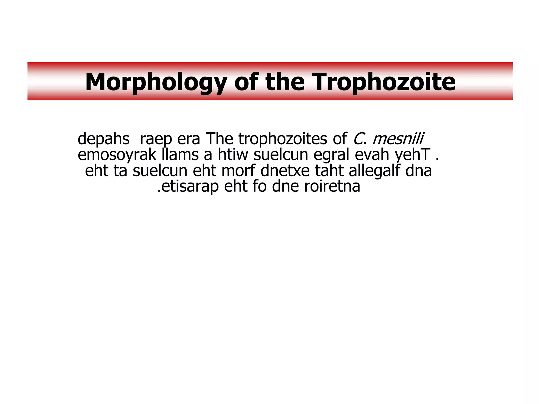The trophozoites of C. mesnili
depahs raep era
.
emosoyrak llams a htiw suelcun egral evah yehT
eht ta suelcun eht morf dnetxe taht allegalf dna
etisarap eht fo dne roiretna
.
Morphology of the Trophozoite
 