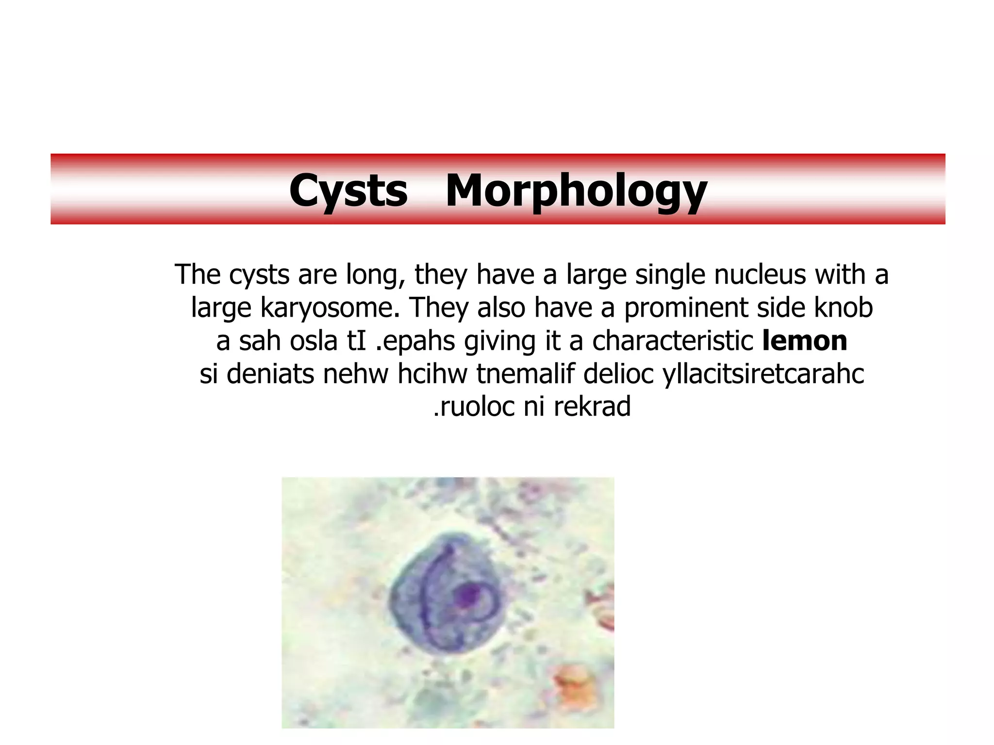 The cysts are long, they have a large single nucleus with a
large karyosome. They also have a prominent side knob
giving it a characteristic lemon
a sah osla tI .epahs
si deniats nehw hcihw tnemalif delioc yllacitsiretcarahc
ruoloc ni rekrad
.
Morphology
Cysts
 