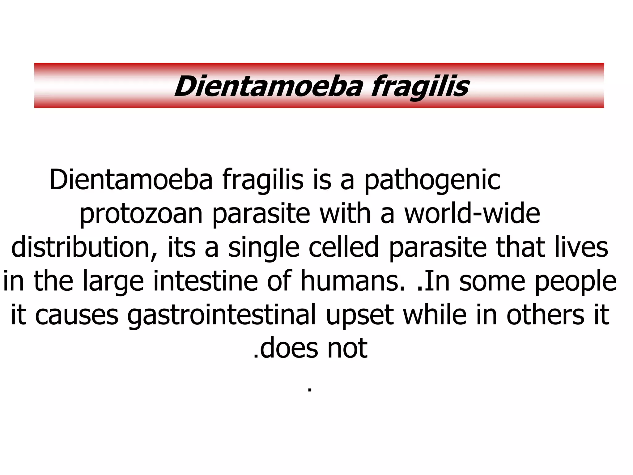 Dientamoeba fragilis is a pathogenic
protozoan parasite with a world-wide
distribution, its a single celled parasite that lives
in the large intestine of humans. .In some people
it causes gastrointestinal upset while in others it
does not
.
.
Dientamoeba fragilis
 