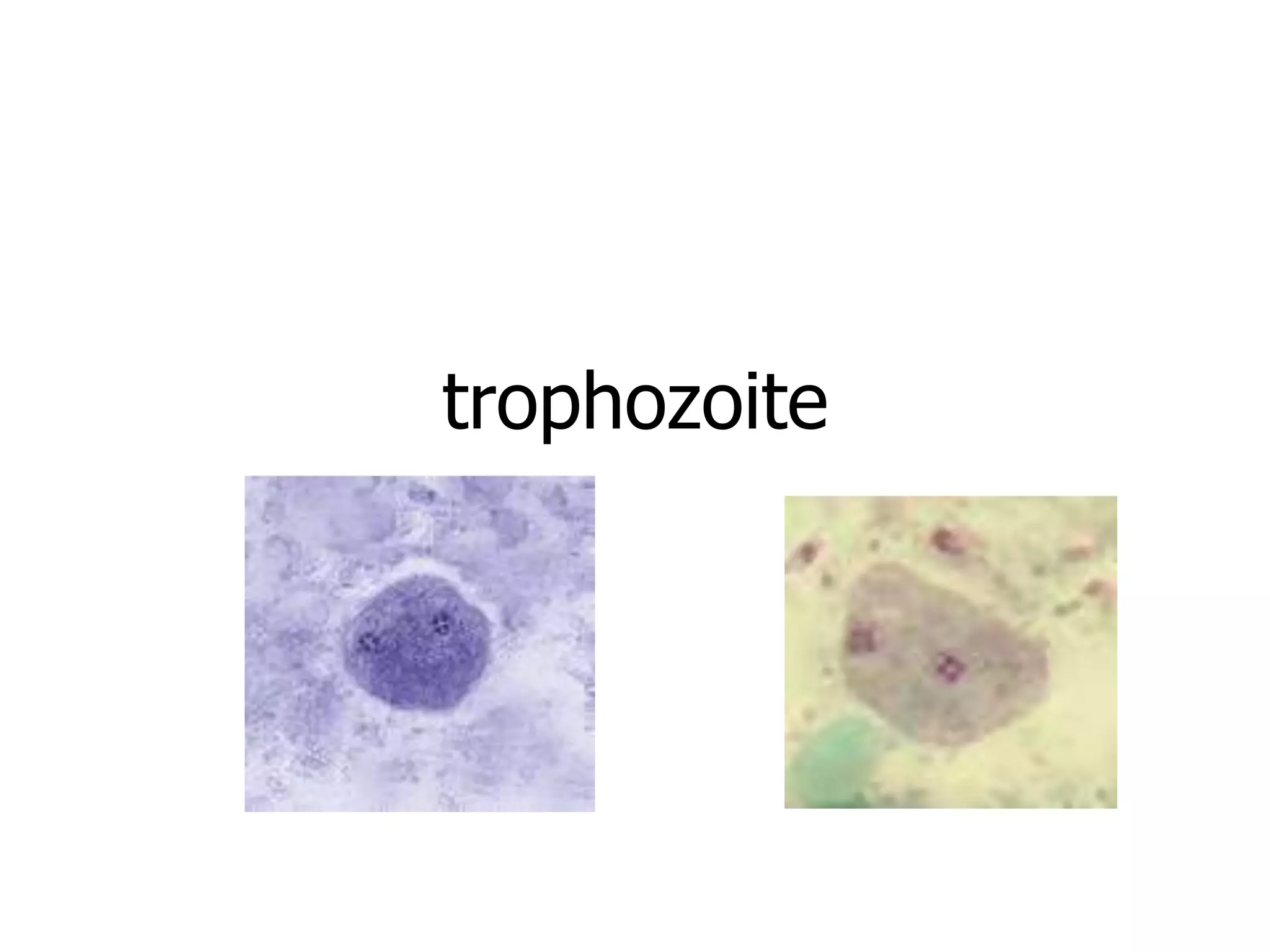 trophozoite
 