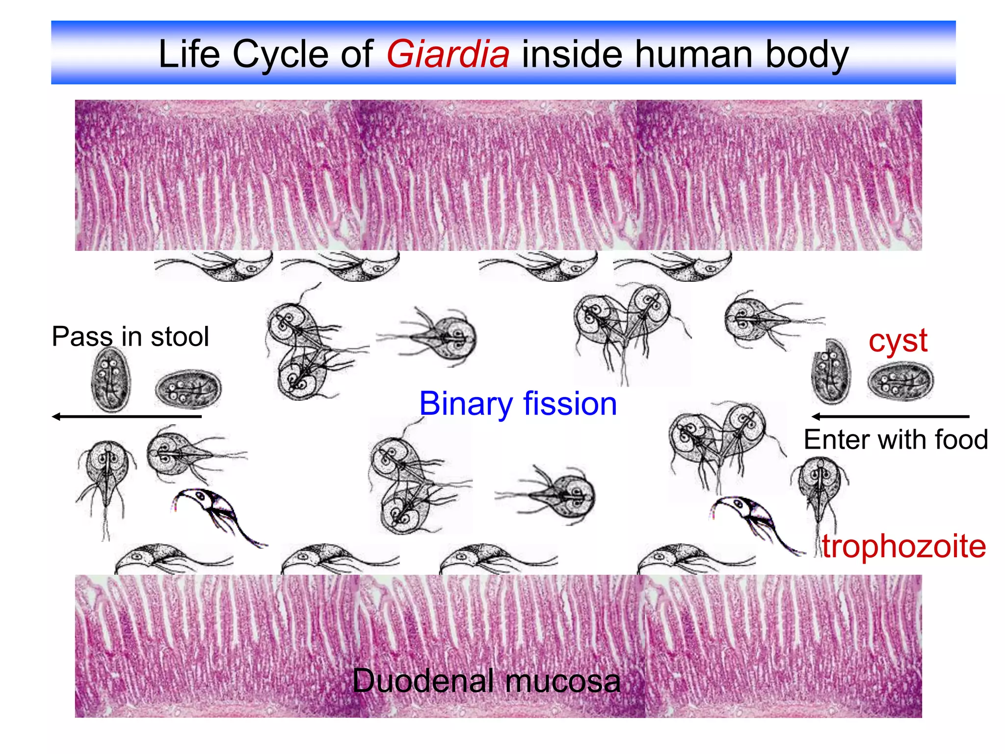 Life Cycle of Giardia inside human body
Binary fission
Enter with food
Pass in stool
Duodenal mucosa
cyst
trophozoite
 