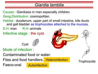 Giardia lamblia
Causes : Giardiasis in man especially children.
Geog.Distribution: cosmopolitan.
Habitat : duodenum, upper part of small intestine, bile ducts
and gall bladder as trophozoites attached to the mucosa.
D.H: man R.H: animals
Infective stage : the cyst.
Mode of infection :
Contaminated food or water.
Flies and food handlers.
Faeco-oral.
Heteroinfection
Autoinfection
Trophozoite
Cyst
 