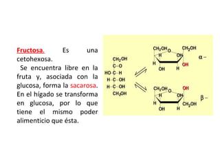 Fructosa .   Es una cetohexosa. Se encuentra libre en la fruta y, asociada con la glucosa, forma la  sacarosa . En el hígado se transforma en glucosa, por lo que tiene el mismo poder alimenticio que ésta.  