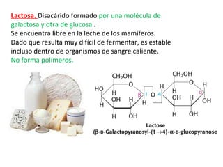 Lactosa.  Disacárido formado  por una molécula de galactosa y otra de glucosa  . Se encuentra libre en la leche de los mamíferos.  Dado que resulta muy difícil de fermentar, es estable incluso dentro de organismos de sangre caliente.  No forma polímeros. 