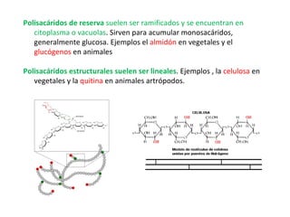 Polisacáridos de reserva  suelen ser ramificados y se encuentran en citoplasma o vacuolas . Sirven para acumular monosacáridos, generalmente glucosa. Ejemplos el  almidón  en vegetales y el  glucógenos  en animales Polisacáridos estructurales suelen ser lineales . Ejemplos , la  celulosa  en vegetales y la  quitina  en animales artrópodos. 