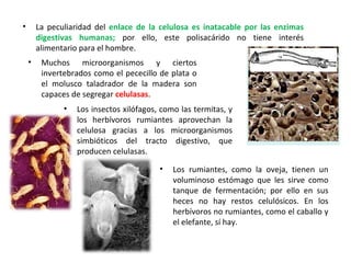 La peculiaridad del  enlace de la celulosa es inatacable por las enzimas digestivas humanas;  por ello, este polisacárido no tiene interés alimentario para el hombre.  Muchos microorganismos y ciertos invertebrados como el pececillo de plata o el molusco taladrador de la madera son capaces de segregar  celulasas .  Los insectos xilófagos, como las termitas, y los herbívoros rumiantes aprovechan la celulosa gracias a los microorganismos simbióticos del tracto digestivo, que producen celulasas.   Los rumiantes, como la oveja, tienen un voluminoso estómago que les sirve como tanque de fermentación; por ello en sus heces no hay restos celulósicos. En los herbívoros no rumiantes, como el caballo y el elefante, sí hay. 