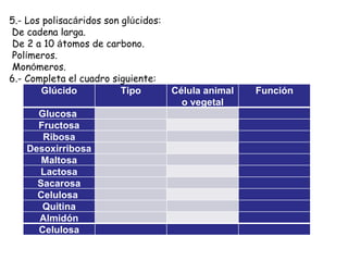 5.- Los polisac á ridos son gl ú cidos:   De cadena larga. De 2 a 10  á tomos de carbono. Pol í meros. Mon ó meros. 6.- Completa el cuadro siguiente: Glúcido Tipo Célula animal o vegetal Función Glucosa        Fructosa       Ribosa       Desoxirribosa       Maltosa       Lactosa       Sacarosa       Celulosa        Quitina       Almidón       Celulosa       