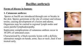 Forms of disease in human:
1. Cutaneous anthrax:
Spores or bacilli are introduced through cuts or breaks in
the skin. Spores germinate at the site of contact and release
toxins, causing development of a lesion and edema.
Organisms may be carried to regional lymph nodes and
cause painful lymphadenopathy.
Septicemic complications of cutaneous anthrax occur in
10-20% of untreated cases.
Characterized by a black necrotic lesion with a definite
edematous margin on hands, arms, face or neck ,fatal if not
treated early.
Bacillus anthracis
 