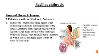 Bacillus anthracis
Forms of disease in human:
2. Pulmonary anthrax (Wool sorter’s disease):
2. The second (pneumonia) stage occurs when
infection spreads from the lymph nodes to the
lungs. Symptoms of the second stage develop
suddenly after hours or days of the first stage.
Symptoms include high fever, extreme shortness
of breath, shock, and rapid death within 48
hours in fatal cases.
 