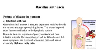 Bacillus anthracis
Forms of disease in human:
3. Intestinal anthrax:
Gastrointestinal anthrax is rare, the organisms probably invade
the mucosa through a preexisting lesion. The bacteria spread
from the mucosal lesion to the lymphatic system.
It results from the ingestion of poorly cooked meat from
infected animals. The incubation period for GI anthrax is 1-7
days, symptoms are fever and abdominal pain, and has an
extremely high mortality rate.
 