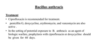 Bacillus anthracis
Treatment
• Ciprofloxacin is recommended for treatment.
• penicillin G, doxycycline, erythromycin, and vancomycin are also
active .
• In the setting of potential exposure to B. anthracis as an agent of
biologic warfare, prophylaxis with ciprofloxacin or doxycycline should
be given for 60 days.
 