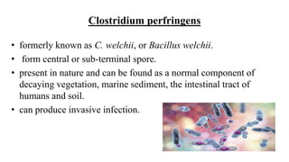 Clostridium perfringens
• formerly known as C. welchii, or Bacillus welchii.
• form central or sub-terminal spore.
• present in nature and can be found as a normal component of
decaying vegetation, marine sediment, the intestinal tract of
humans and soil.
• can produce invasive infection.
 