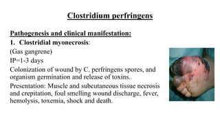 Clostridium perfringens
Pathogenesis and clinical manifestation:
1. Clostridial myonecrosis:
(Gas gangrene)
IP=1-3 days
Colonization of wound by C. perfringens spores, and
organism germination and release of toxins.
Presentation: Muscle and subcutaneous tissue necrosis
and crepitation, foul smelling wound discharge, fever,
hemolysis, toxemia, shock and death.
 