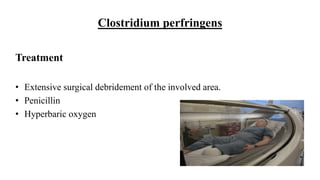 Clostridium perfringens
Treatment
• Extensive surgical debridement of the involved area.
• Penicillin
• Hyperbaric oxygen
 