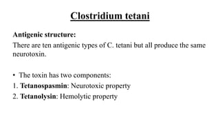 Clostridium tetani
Antigenic structure:
There are ten antigenic types of C. tetani but all produce the same
neurotoxin.
• The toxin has two components:
1. Tetanospasmin: Neurotoxic property
2. Tetanolysin: Hemolytic property
 