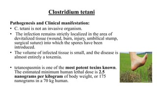 Pathogenesis and Clinical manifestation:
• C. tetani is not an invasive organism.
• The infection remains strictly localized in the area of
devitalized tissue (wound, burn, injury, umbilical stump,
surgical suture) into which the spores have been
introduced.
• The volume of infected tissue is small, and the disease is
almost entirely a toxemia.
• tetanospasmin is one of the most potent toxins known.
The estimated minimum human lethal dose is 2.5
nanograms per kilogram of body weight, or 175
nanograms in a 70 kg human.
Clostridium tetani
 
