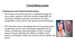 Clostridium tetani
Pathogenesis and Clinical manifestation:
• The tetanus toxin enters the nerve terminals through the
lower motor neurons, which are usually responsible for
activating voluntary muscular movements. It is then
transported via the axons to the spinal cord and brainstem.
• The toxin then moves throughout the nervous system trans-
synaptically into the nerve terminals responsible for the
release of inhibitory neurotransmitters. If this vesicular
process becomes blocked, the ability to inhibit motor
neurons is disrupted, which can result in muscle rigidity and
spasm.
 