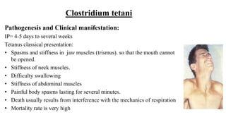 Pathogenesis and Clinical manifestation:
IP= 4-5 days to several weeks
Tetanus classical presentation:
• Spasms and stiffness in jaw muscles (trismus). so that the mouth cannot
be opened.
• Stiffness of neck muscles.
• Difficulty swallowing
• Stiffness of abdominal muscles
• Painful body spasms lasting for several minutes.
• Death usually results from interference with the mechanics of respiration
• Mortality rate is very high
Clostridium tetani
 