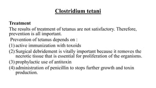 Clostridium tetani
Treatment
The results of treatment of tetanus are not satisfactory. Therefore,
prevention is all important.
Prevention of tetanus depends on :
(1) active immunization with toxoids
(2) Surgical debridement is vitally important because it removes the
necrotic tissue that is essential for proliferation of the organisms.
(3) prophylactic use of antitoxin
(4) administration of penicillin to stops further growth and toxin
production.
 