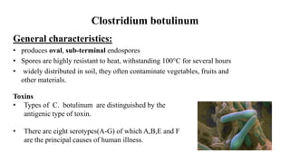 Clostridium botulinum
General characteristics:
• produces oval, sub-terminal endospores
• Spores are highly resistant to heat, withstanding 100°C for several hours
• widely distributed in soil, they often contaminate vegetables, fruits and
other materials.
Toxins
• Types of C. botulinum are distinguished by the
antigenic type of toxin.
• There are eight serotypes(A-G) of which A,B,E and F
are the principal causes of human illness.
 