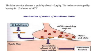 The lethal dose for a human is probably about 1–2 µg/kg. The toxins are destroyed by
heating for 20 minutes at 100°C.
 