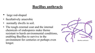 Bacillus anthracis
• large rod-shaped
• facultatively anaerobic
• normally dwells in soil.
• The tough external coat and the internal
chemicals of endospores make theme
resistant to harsh environmental conditions,
enabling Bacillus to survive in the
environment for centuries or perhaps even
longer.
 