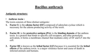 Bacillus anthracis
Antigenic structure:
• Anthrax toxin :
The toxin consists of three distinct antigenic:
1. Factor I: is the edema factor (EF) composed of adenylate cyclase which is
necessary for the edema producing activity of the toxin.
2. Factor II: is the protective antigen (PA): is the binding domain of the anthrax
toxin. Is a protein that binds to specific cell receptors, and after proteolytic
activation, it forms a membrane channel that mediates entry of EF and LF into the
cell.
3. Factor III is known as the lethal factor (LF) because it is essential for the lethal
effects of the anthrax toxin. is a major virulence factor and cause of death in
infected animals and humans.
 