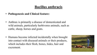 Bacillus anthracis
• Pathogenesis and Clinical feature:
• Anthrax is primarily a disease of domesticated and
wild animals, particularly herbivores animals, such as
cattle, sheep, horses and goats.
• Humans become infected incidentally when brought
into contact with diseased animals or their products,
which includes their flesh, bones, hides, hair and
excrement.
 