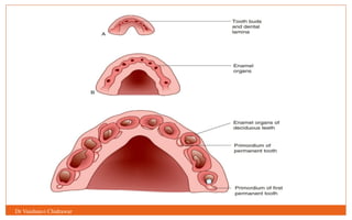 Tooth Development Pathway GROWTH AND DEVELOPMENT OF TEETH AND DENTAL ANOMALIES.pptx