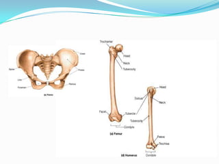 Kemik yapısı



               diaphysis (compact bone)
 