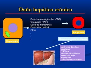 Daño hepático crónico
                 Daño inmunológico (linf. CD8)
                 Citoquinas (TNF)
                 Daño de membranas
                 Daño mitocondrial
                 Otros
                 .                                     Apoptosis
                 .
                 .                          Respuesta estereoptipada
Hepatocito

                                            •Activación de células
                                            estrelladas
                                            •TGF beta
                                            •Depósito de colágeno
                                            •Distorsión de la
                                            arquitectura
                                            •Alteraciones vasculares
 