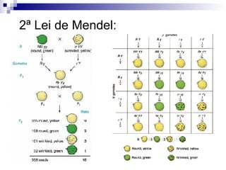 2 ª Lei de Mendel: 